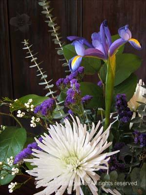 Chrysanthemum and Iris